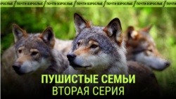"Пушистые семьи". Вторая серия